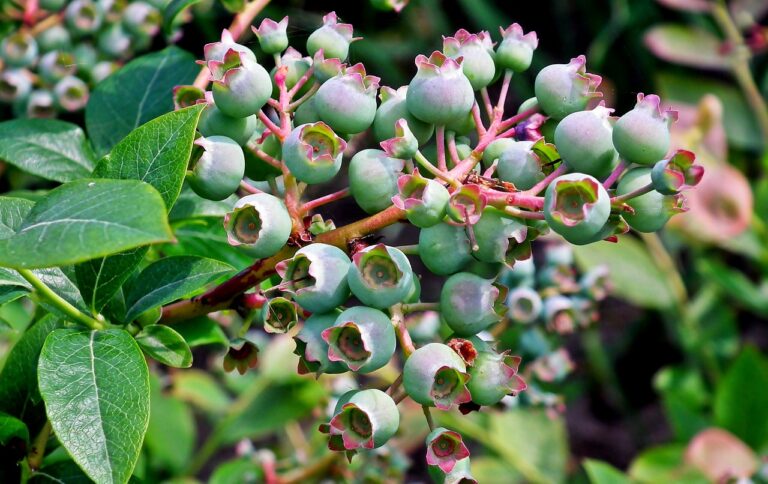 Understanding the Benefits of Mindfulness for Respiratory Health