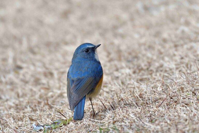 Trends in Food Delivery Services: Meeting Consumer Demand in a Digital Age