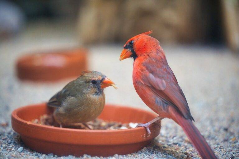 The Future of Food Trucks: Trends and Innovations