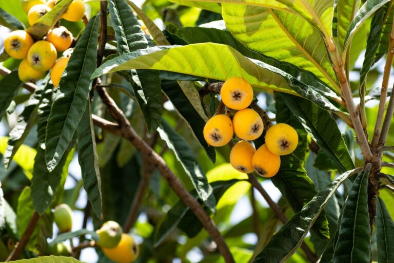 Analyzing the Health Benefits of Herbal Supplements for Skin Health