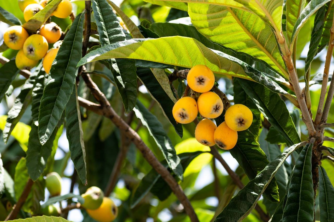 Analyzing the Health Benefits of Herbal Supplements for Skin Health