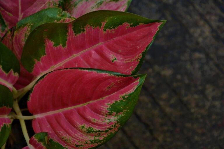 Tips for Designing a Cozy and Inviting Bedroom